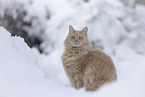 Maine-Coon-Cross