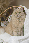 Maine-Coon-Cross