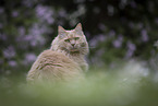 Maine-Coon-Cross
