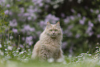 Maine-Coon-Cross