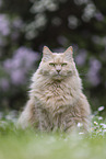 Maine-Coon-Cross