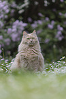 Maine-Coon-Cross