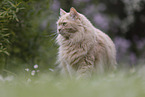 Maine-Coon-Cross