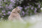 Maine-Coon-Cross