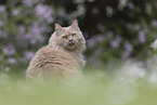 Maine-Coon-Cross