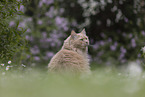 Maine-Coon-Cross