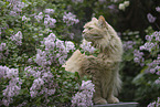 Maine-Coon-Cross