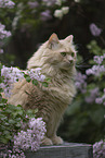 Maine-Coon-Cross