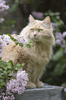 Maine-Coon-Cross