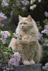 Maine-Coon-Cross