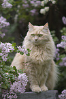 Maine-Coon-Cross