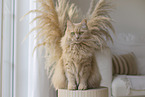 Maine-Coon-Cross