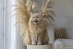 Maine-Coon-Cross