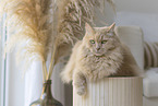 Maine-Coon-Cross