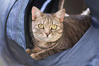 Bengal-Cross