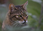 Maine-Coon-Mongrel
