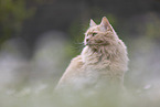 Maine-Coon-Cross