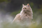 Maine-Coon-Cross