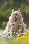 Maine-Coon-Cross
