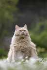 Maine-Coon-Cross