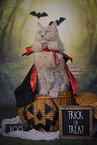 Maine-Coon-Cross