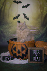 Maine-Coon-Cross