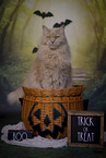 Maine-Coon-Cross