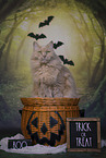 Maine-Coon-Cross