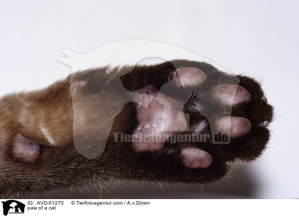 paw of a cat / AVD-01270