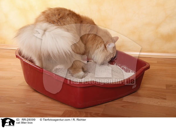 Katzenklo / cat litter box / RR-28099