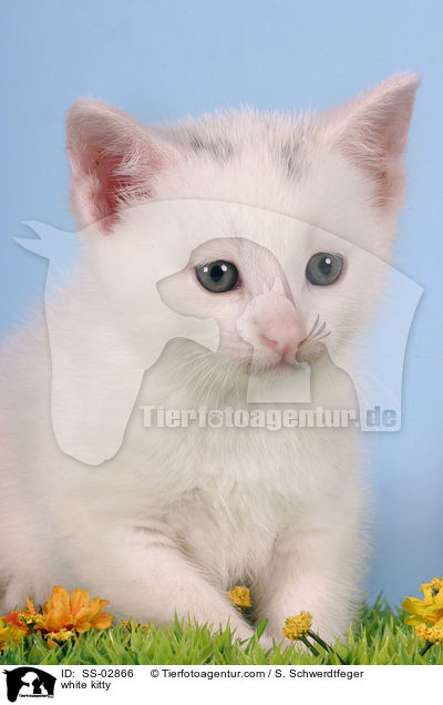 white kitty / SS-02866