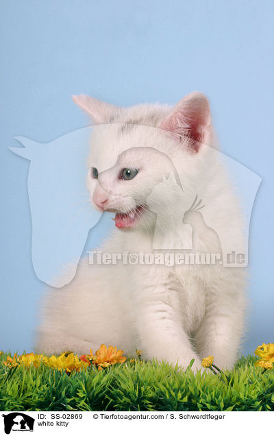 white kitty / SS-02869