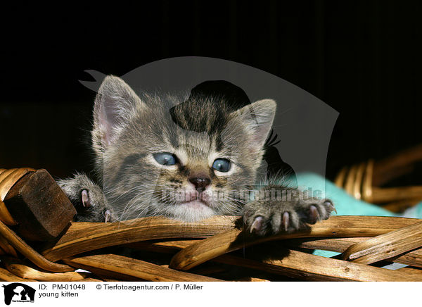young kitten / PM-01048