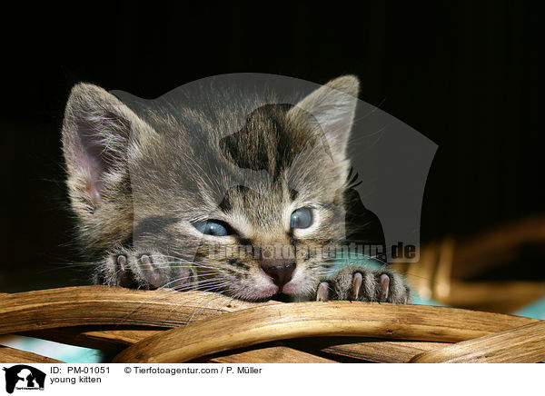 junges Ktzchen / young kitten / PM-01051