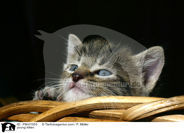 junges Ktzchen / young kitten / PM-01053