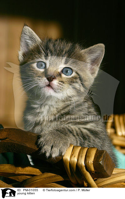 young kitten / PM-01055
