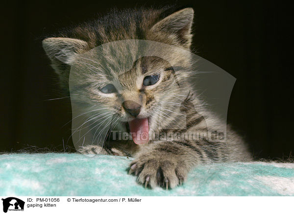 gaping kitten / PM-01056