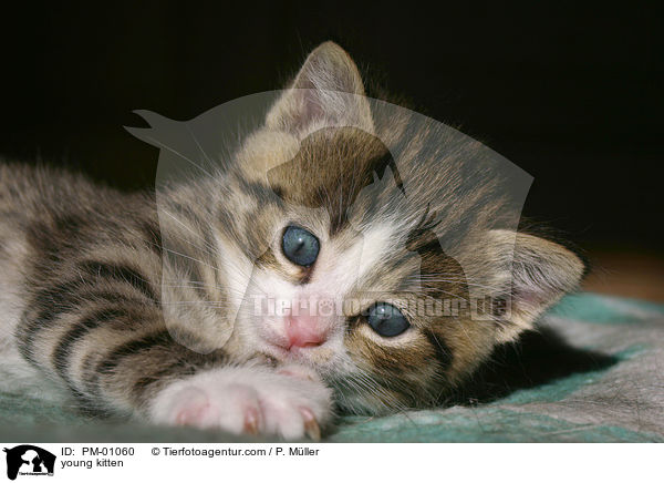 young kitten / PM-01060
