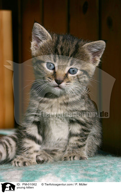 young kitten / PM-01062