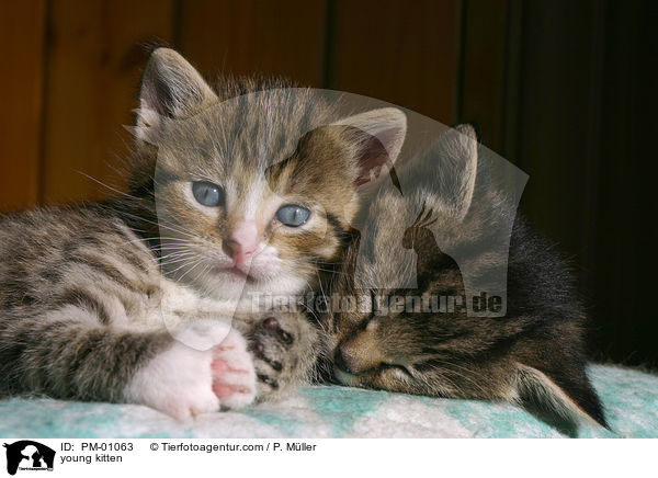 junges Ktzchen / young kitten / PM-01063