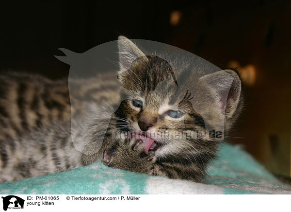 young kitten / PM-01065