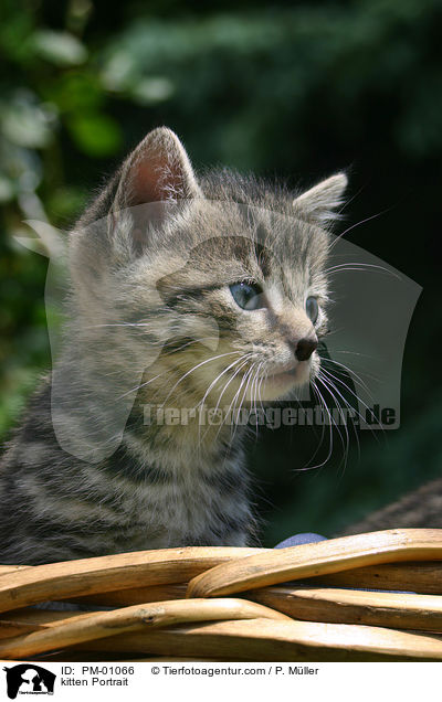 kitten Portrait / PM-01066
