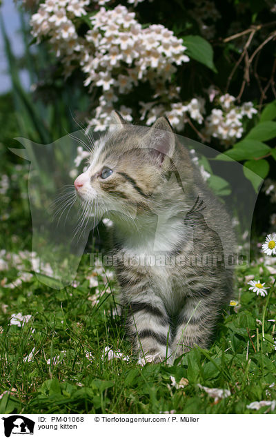 young kitten / PM-01068