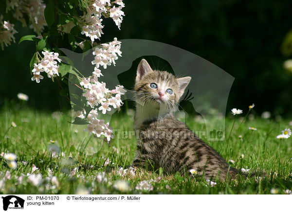 young kitten / PM-01070