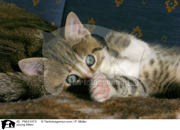 young kitten / PM-01073