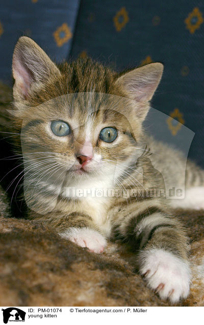 young kitten / PM-01074
