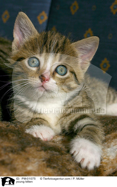 young kitten / PM-01075
