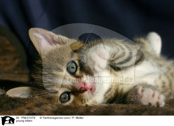 young kitten / PM-01076