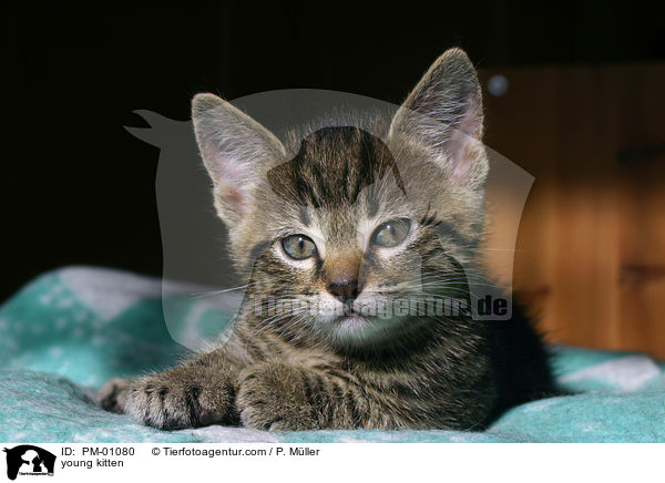 young kitten / PM-01080