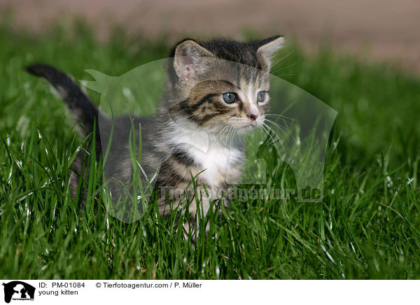 young kitten / PM-01084